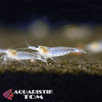 Amanogarnele, Caridina multidentata / Caridina japonica